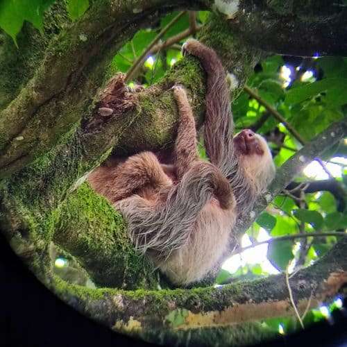 Picture of sloth and baby hanging in a tree in Costa Rica